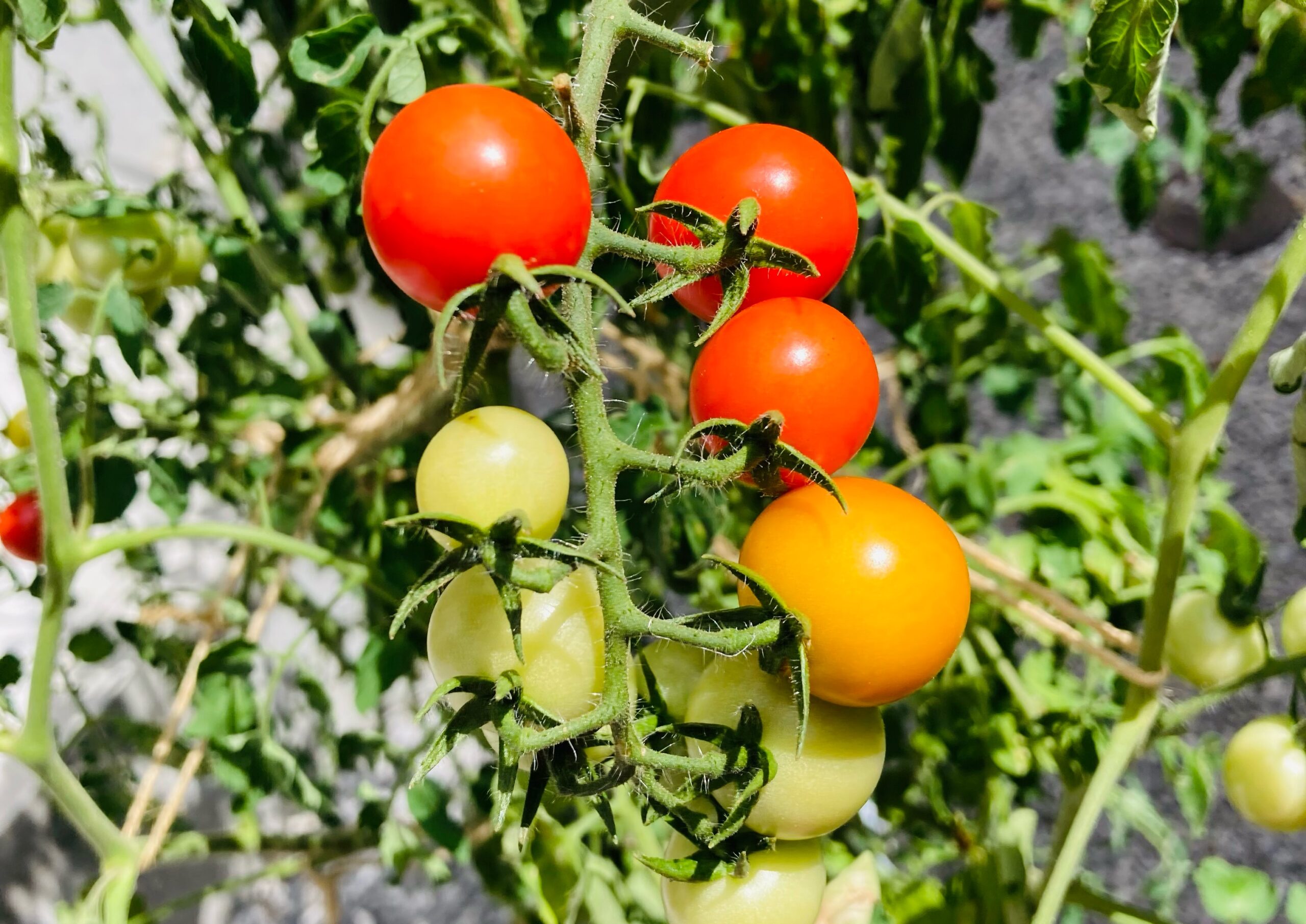 家庭菜園 初心者向け トマトの育て方と特に気を付けたい3ポイント紹介 小さな大砲